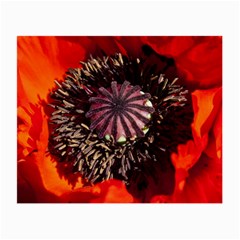 Ornamental Poppies Half Rosette Plant Small Glasses Cloth (2-side) by Pakrebo