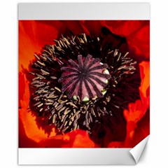 Ornamental Poppies Half Rosette Plant Canvas 11  X 14  by Pakrebo