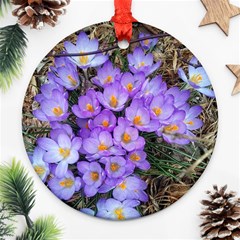 Signs Of Spring Purple Crocua Ornament (round) by Riverwoman