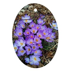 Signs Of Spring Purple Crocua Ornament (oval) by Riverwoman