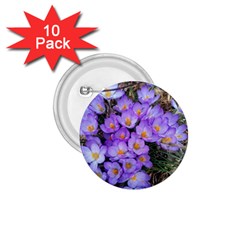 Signs Of Spring Purple Crocua 1 75  Buttons (10 Pack) by Riverwoman