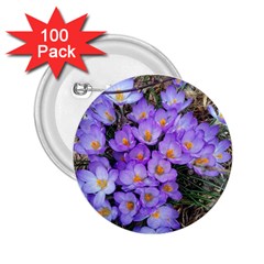 Signs Of Spring Purple Crocua 2 25  Buttons (100 Pack)  by Riverwoman