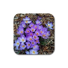 Signs Of Spring Purple Crocua Rubber Square Coaster (4 Pack)  by Riverwoman