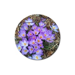 Signs Of Spring Purple Crocua Magnet 3  (round) by Riverwoman