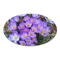 Signs Of Spring Purple Crocua Oval Magnet by Riverwoman