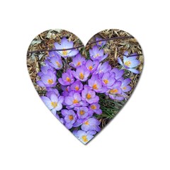 Signs Of Spring Purple Crocua Heart Magnet by Riverwoman