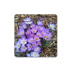 Signs Of Spring Purple Crocua Square Magnet by Riverwoman