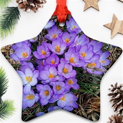 Signs Of Spring Purple Crocua Star Ornament (two Sides) by Riverwoman