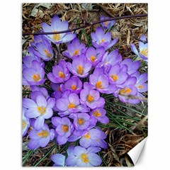 Signs Of Spring Purple Crocua Canvas 12  X 16  by Riverwoman