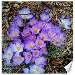 Signs Of Spring Purple Crocua Canvas 16  X 16  by Riverwoman