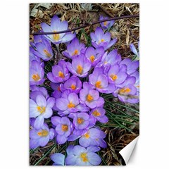 Signs Of Spring Purple Crocua Canvas 20  X 30  by Riverwoman