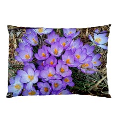 Signs Of Spring Purple Crocua Pillow Case by Riverwoman