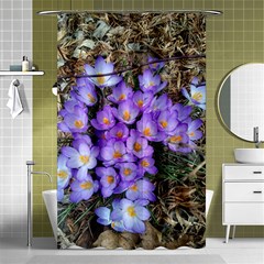 Signs Of Spring Purple Crocua Shower Curtain 48  X 72  (small)  by Riverwoman