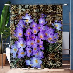 Signs Of Spring Purple Crocua Shower Curtain 60  X 72  (medium)  by Riverwoman