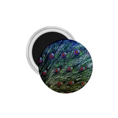 Peacock Feathers Colorful Feather 1 75  Magnets by Pakrebo