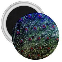 Peacock Feathers Colorful Feather 3  Magnets by Pakrebo