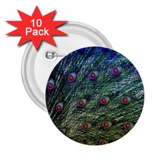 Peacock Feathers Colorful Feather 2 25  Buttons (10 Pack)  by Pakrebo