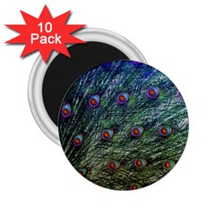 Peacock Feathers Colorful Feather 2 25  Magnets (10 Pack)  by Pakrebo