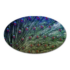 Peacock Feathers Colorful Feather Oval Magnet by Pakrebo