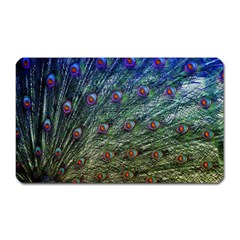 Peacock Feathers Colorful Feather Magnet (rectangular) by Pakrebo