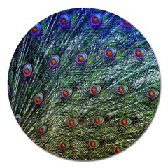 Peacock Feathers Colorful Feather Magnet 5  (round) by Pakrebo