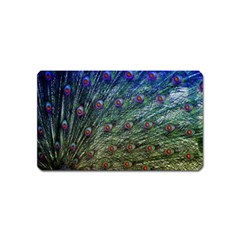 Peacock Feathers Colorful Feather Magnet (name Card) by Pakrebo