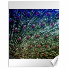 Peacock Feathers Colorful Feather Canvas 18  X 24 