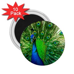 Peacock Peafowl Pattern Plumage 2 25  Magnets (10 Pack)  by Pakrebo