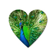 Peacock Peafowl Pattern Plumage Heart Magnet by Pakrebo