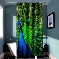 Peacock Peafowl Pattern Plumage Shower Curtain 36  X 72  (stall)  by Pakrebo