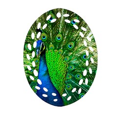 Peacock Peafowl Pattern Plumage Ornament (oval Filigree) by Pakrebo