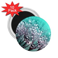 Dandelion Seeds Flower Nature 2 25  Magnets (10 Pack)  by Pakrebo