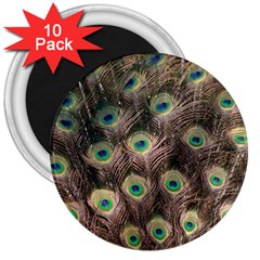 Bird Peacock Tail Feathers 3  Magnets (10 Pack)  by Pakrebo