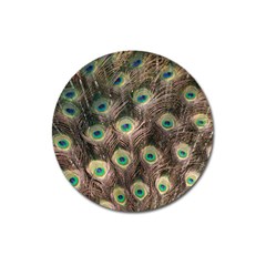 Bird Peacock Tail Feathers Magnet 3  (round) by Pakrebo