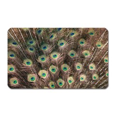 Bird Peacock Tail Feathers Magnet (rectangular) by Pakrebo