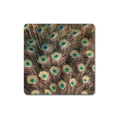 Bird Peacock Tail Feathers Square Magnet by Pakrebo