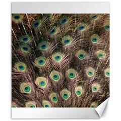 Bird Peacock Tail Feathers Canvas 8  X 10  by Pakrebo