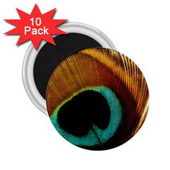 Feather Peacock Feather Peacock 2 25  Magnets (10 Pack)  by Nexatart