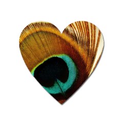 Feather Peacock Feather Peacock Heart Magnet by Nexatart