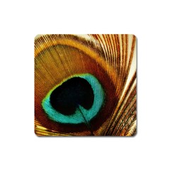 Feather Peacock Feather Peacock Square Magnet by Nexatart