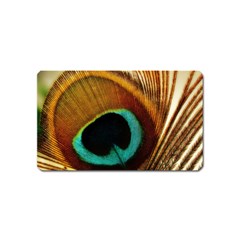 Feather Peacock Feather Peacock Magnet (name Card) by Nexatart