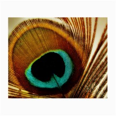 Feather Peacock Feather Peacock Small Glasses Cloth by Nexatart