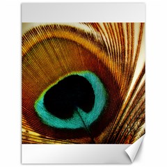 Feather Peacock Feather Peacock Canvas 12  X 16  by Nexatart