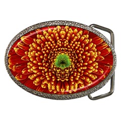 Flower Dahlia Red Petals Color Belt Buckles by Nexatart