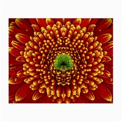 Flower Dahlia Red Petals Color Small Glasses Cloth by Nexatart