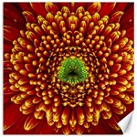 Flower Dahlia Red Petals Color Canvas 16  x 16  15.2 x15.41  Canvas - 1