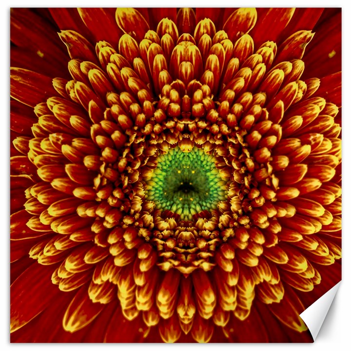 Flower Dahlia Red Petals Color Canvas 16  x 16 