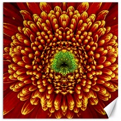 Flower Dahlia Red Petals Color Canvas 20  X 20  by Nexatart