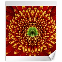 Flower Dahlia Red Petals Color Canvas 20  X 24  by Nexatart