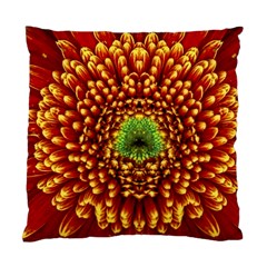 Flower Dahlia Red Petals Color Standard Cushion Case (two Sides) by Nexatart